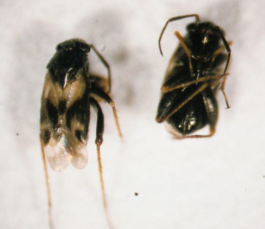 Photo of Hemiptera: Miridae Spanagonicus 