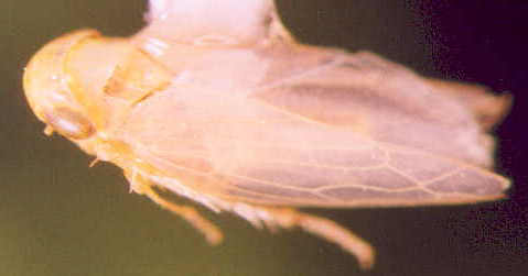 Photo of Homoptera: Cicadellidae 
