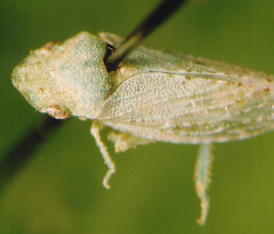 Photo of Unknown Homoptera 