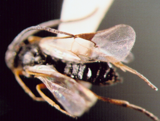 Photo of Hymenoptera: Braconidae Apanteles? 