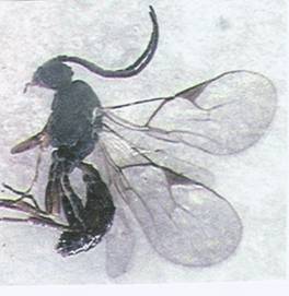 Photo of Hymenoptera: Braconidae: Aphidiinae 