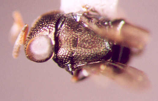 Photo of Hymenoptera: Unkown 
