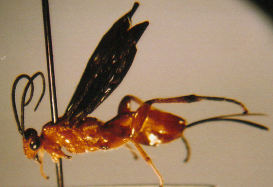 Photo of Hymenoptera: Braconidae 