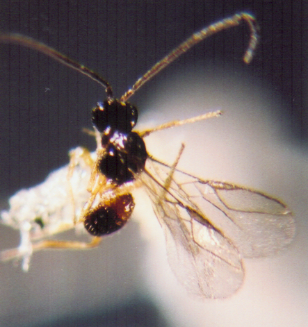 Photo of Hymenoptera: Braconidae 