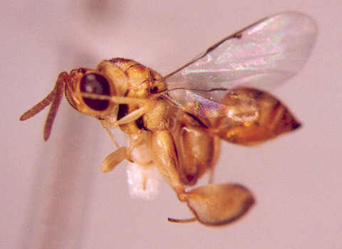 Photo of Hymenoptera: Chalcididae 