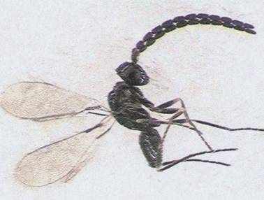 Photo of Hymenoptera: Mymaridae Gonatocerus 