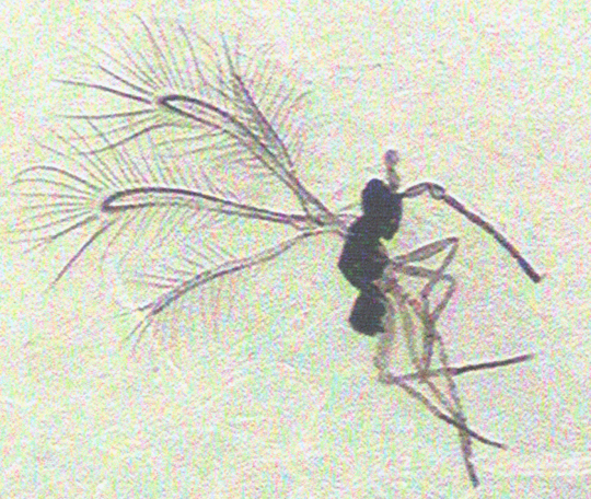 Photo of Hymenoptera: Mymaridae 