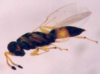 Photo of Hymenoptera: Pteromalidae 