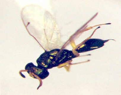 Photo of Hymenoptera: Pteromalidae 