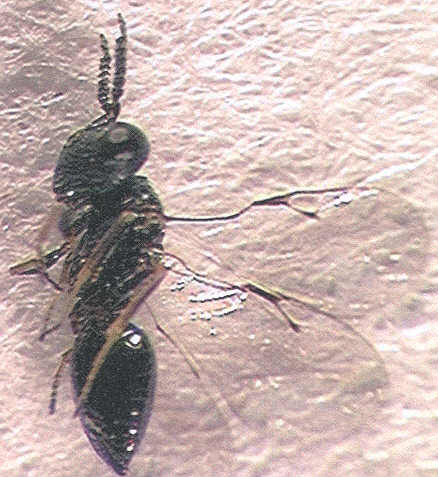 Photo of Hymenoptera: Pteromalidae 