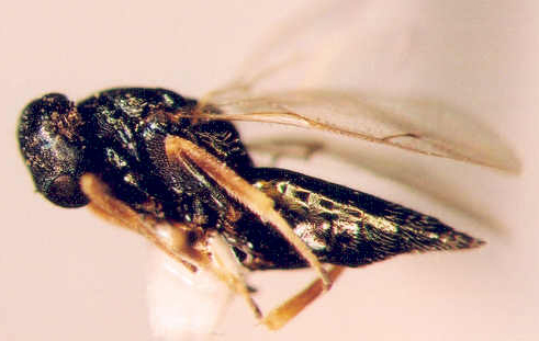 Photo of Hymenoptera: Pteromalidae 