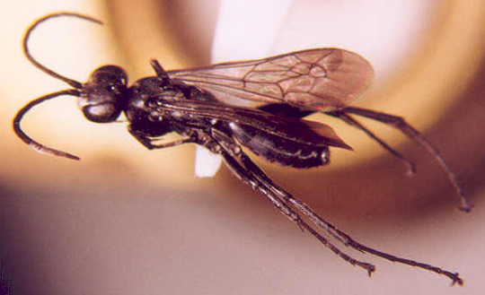 Photo of Hymenoptera: Tiphiidae
