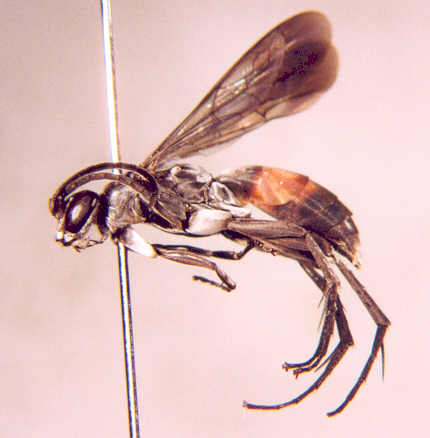 Photo of Hymenoptera: Tiphiidae