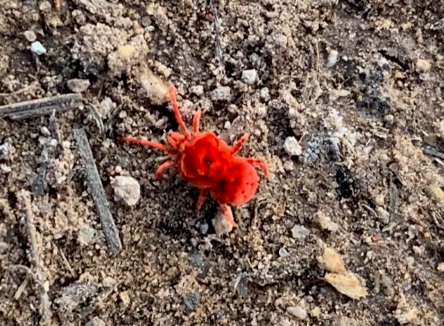 190724_1.png />
                            <br />
                        </div>
                        <p>
                            <br />
						<!--
                            <strong>Areawide Diamondback Moth Trapping Network</strong>
                        </p>
                        In response to the recent outbreaks of Diamondback moth (DBM), Plutella xylostella in Yuma, we have established a pheromone trap network designed to monitor the activity and movement of adult populations of DBM. PCAs have had difficulty controlling DBM in cabbage, broccoli and cauliflower since October 2016. Traps have been placed in Roll, Wellton, Dome Valley, Gila Valley and Yuma Valley in locations where cole crops are presently being grown or in areas where infestations were known to occur in the fall.
                        <br />
                        <br />
                        <div align=