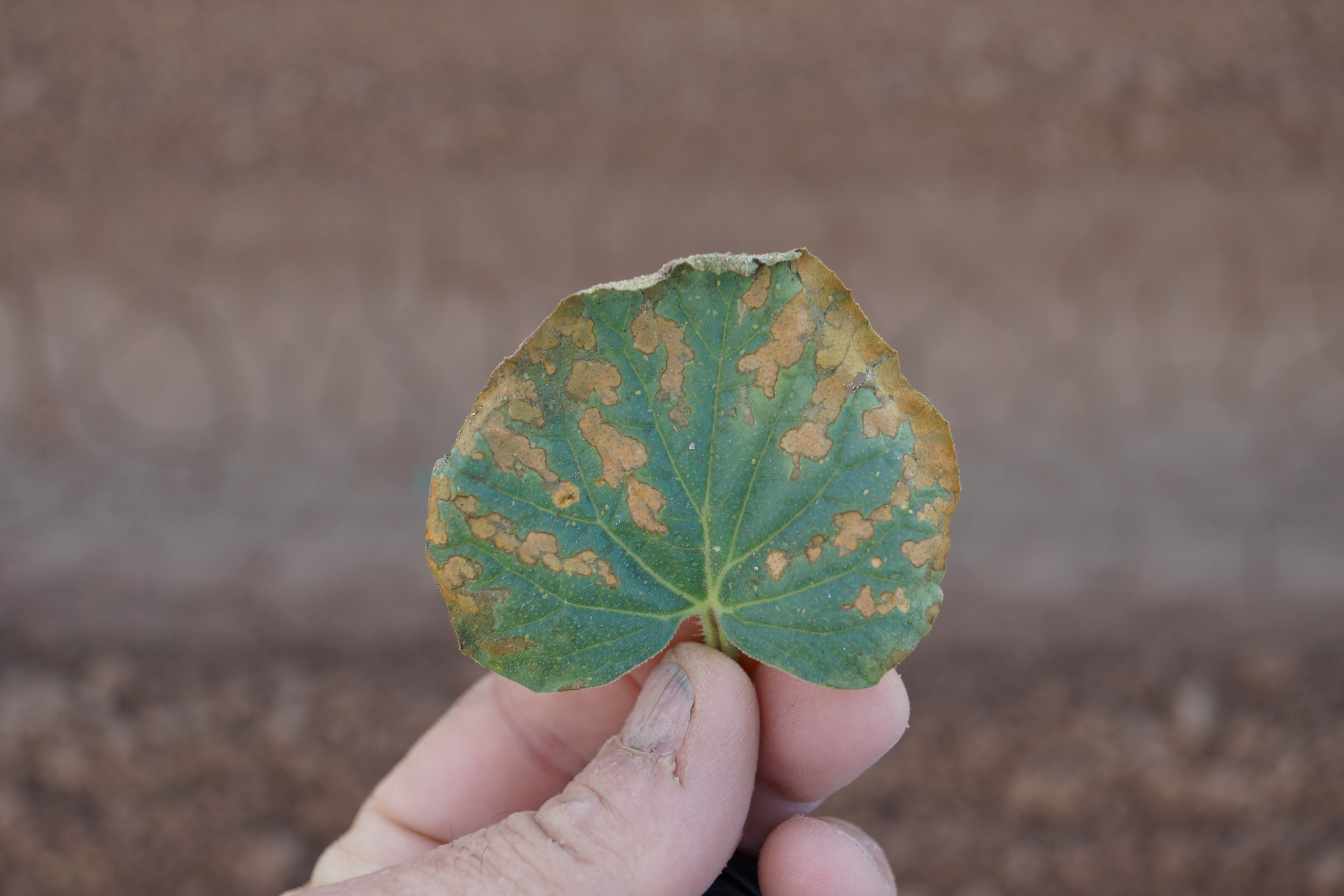 190807_1.png />
                            <br />
                        </div>
                        <p>
                            <br />
						<!--
                            <strong>Areawide Diamondback Moth Trapping Network</strong>
                        </p>
                        In response to the recent outbreaks of Diamondback moth (DBM), Plutella xylostella in Yuma, we have established a pheromone trap network designed to monitor the activity and movement of adult populations of DBM. PCAs have had difficulty controlling DBM in cabbage, broccoli and cauliflower since October 2016. Traps have been placed in Roll, Wellton, Dome Valley, Gila Valley and Yuma Valley in locations where cole crops are presently being grown or in areas where infestations were known to occur in the fall.
                        <br />
                        <br />
                        <div align=