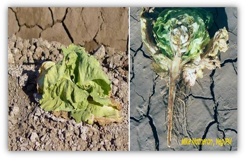 Fusarium Symptoms in Lettuce