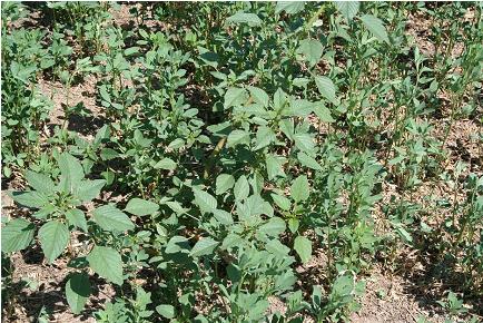 Palmer Amaranth