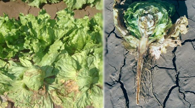 Sclerotinia and Fusarium Symptoms