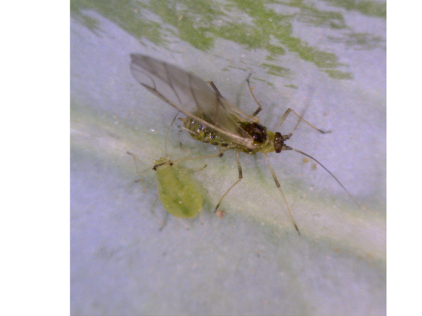 Update on area-wide monitoring for diamondback moth, aphids and