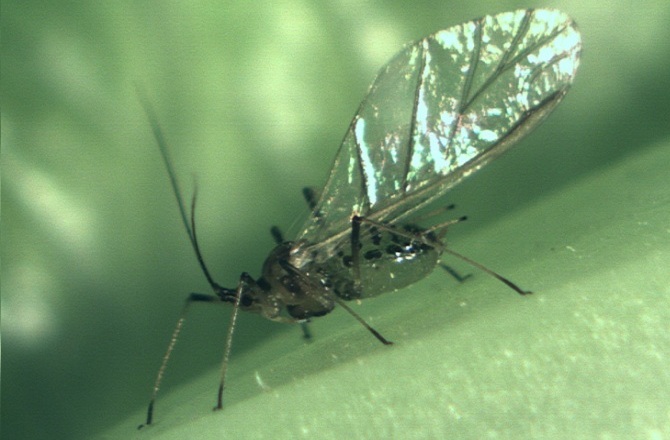 Foxglove Aphids Showing Up in Desert Produce, 2013