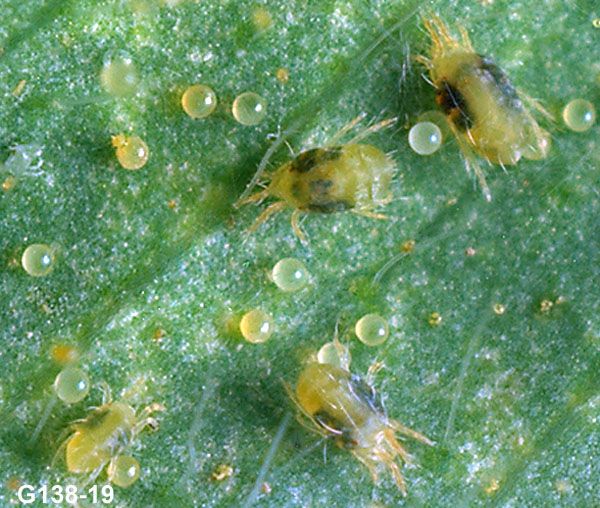 Spider Mites on Melons