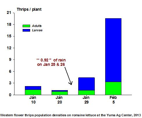 Western flower thrips population densities on romaine lettuce at the Yuma Ag Center, 2013