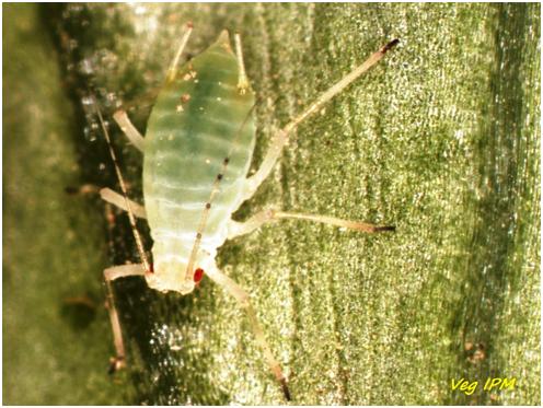 Aphids