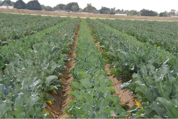 Broccoli for Seed Production