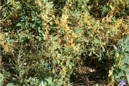 Dodder in Alfalfa