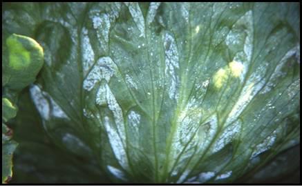 Downy Mildew Symptoms