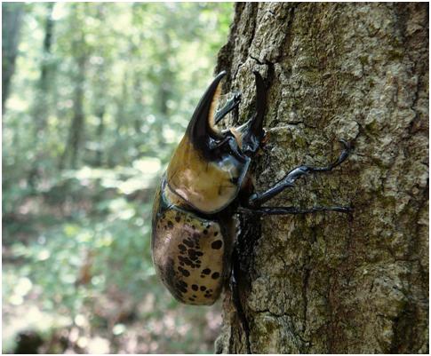 Eastern hurcules beetle