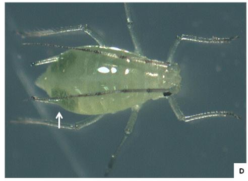 Foxglove Aphid