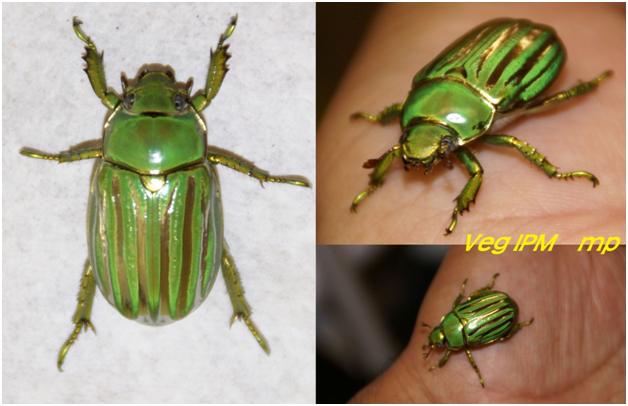 Chrysina gloriosa