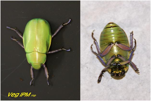 Chrysina beyeri