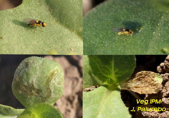 Leafminer Adults on Lettuce