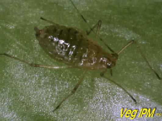 Lettuce Aphid