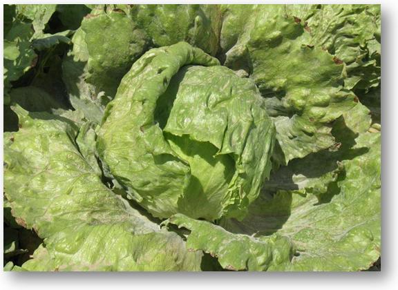 Lettuce Mildew