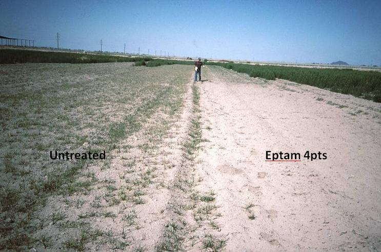 Eptam Control of Nutsedge