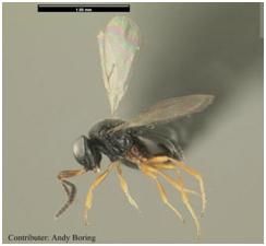 Parasitic wasp