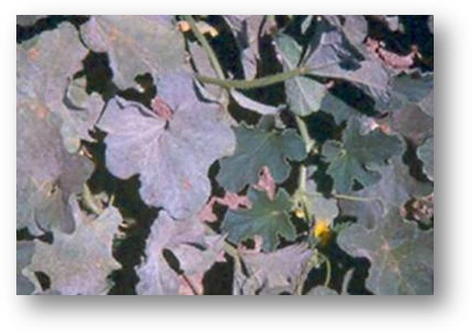 Powdery mildew on melon leaves