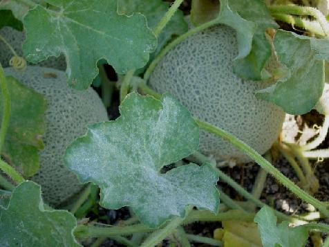 Powdery Mildew on Melons