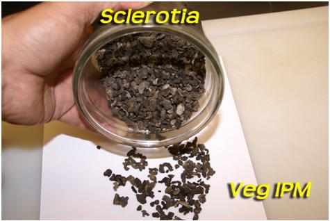 sclerotia