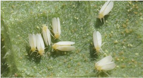 Whiteflies