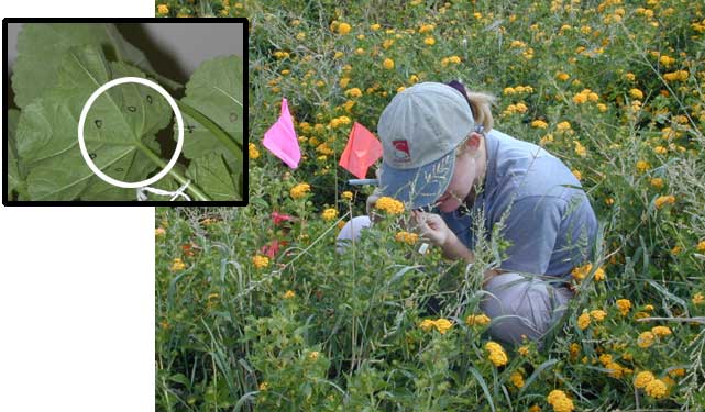 Photo of a researcher sitting in a field of lantana looking at whitefly through a loupe.  Also a picture of a cheesemallow leaf with whitefly on the underside that have been circled with a black sharpie pen.