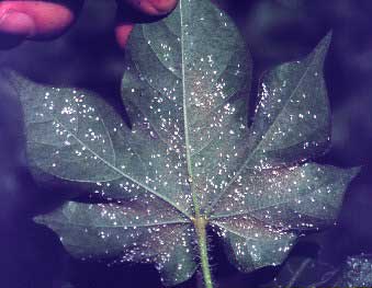 Picture of the back of a cotton leaf covered with whiteflies