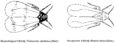 Drawing of Banded wing whitefly and Sweetpotato whitefly