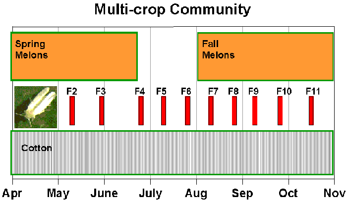 Graph of a Multi-crop community over a year.  Times of year for spring and fall melons and cotton are overlaid with bars depicting occurance of generations of whitefly (f2-f11).