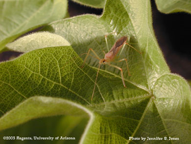 Assassin bug (Zelus renardii) on a cotton plant