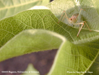 Assassin bug (Zelus renardii) on a cotton plant