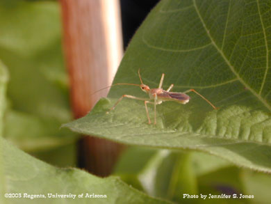 Assassin bug (Zelus renardii) on a cotton plant